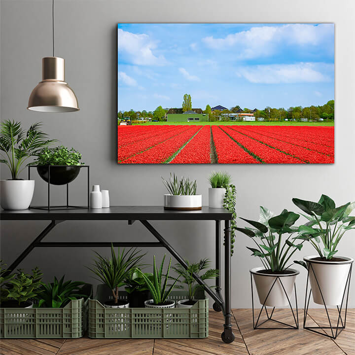 M1 0012 MOCKups 0003 29287642 field of red tulips AOAY1686
