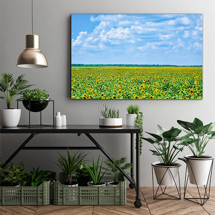M1 0016 MOCKups 0008 26392046 sunflowers field in bulgaria AOAY1681
