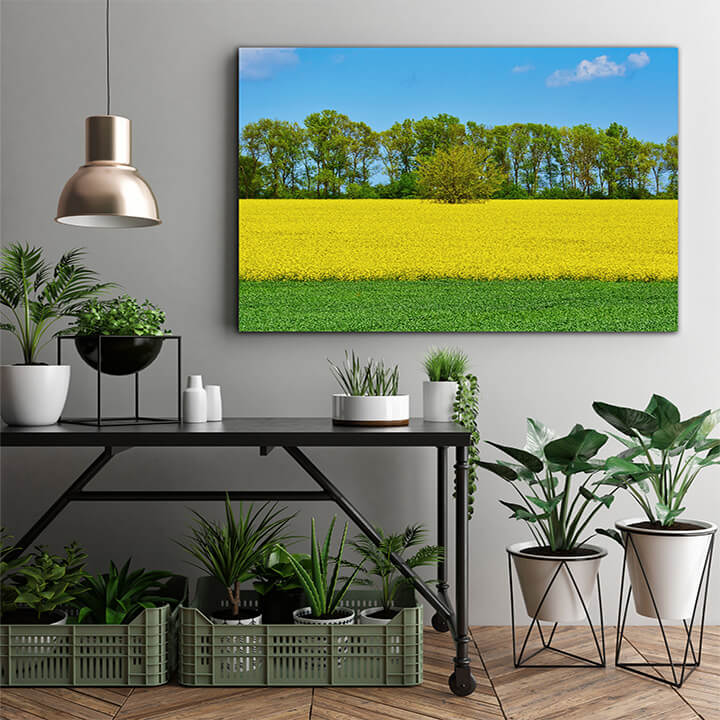 M1 0023 MOCKups 0012 23377620 field of colza and wheat AOAY1677
