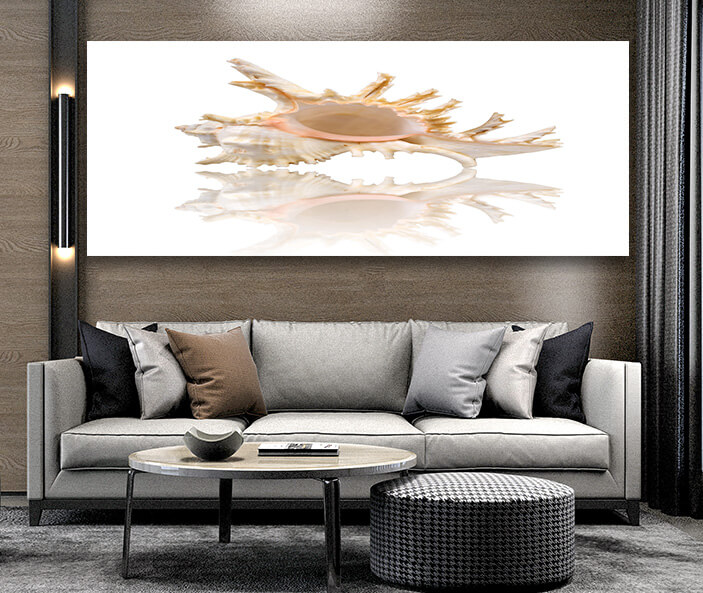 M12 0015 ML 0000 1349972 cockleshell with reflection on the white surface AOAY2426