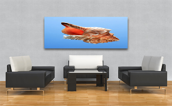 M1 0002 ML 0017 14035728 conch snell AOAY2486