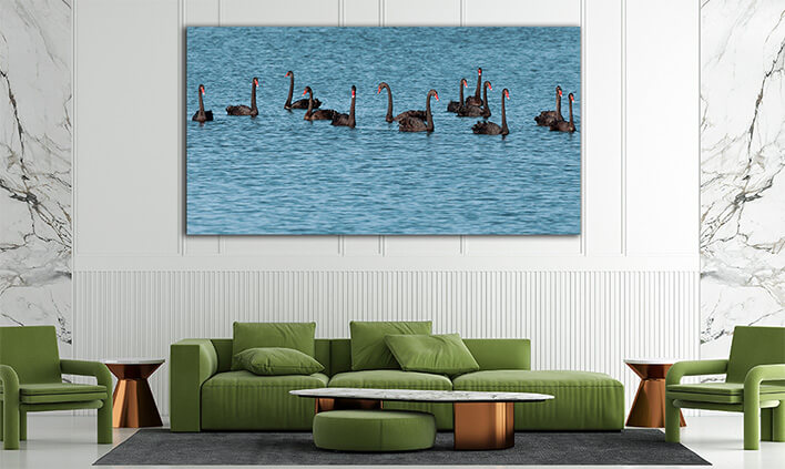 M1 0005 ML 0032 1109844 black swan AOAY2052