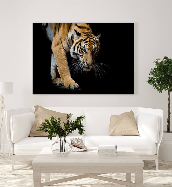 M1 0014 ML 0024 19716960 beautiful tiger walking step by step isolated on black AOAY2287
