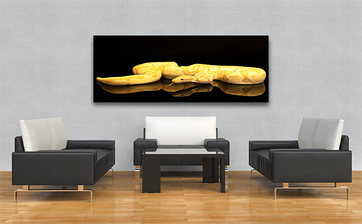 M1 0015 ML 0004 36671358 Brown green and yellow buttermorph ballpython adult full body lying AOAY1562