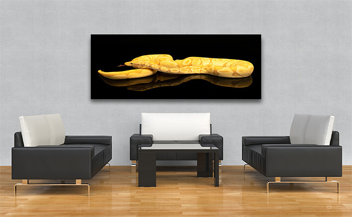 M1 0016 ML 0003 36671360 Brown green and yellow buttermorph ballpython reflection AOAY2498