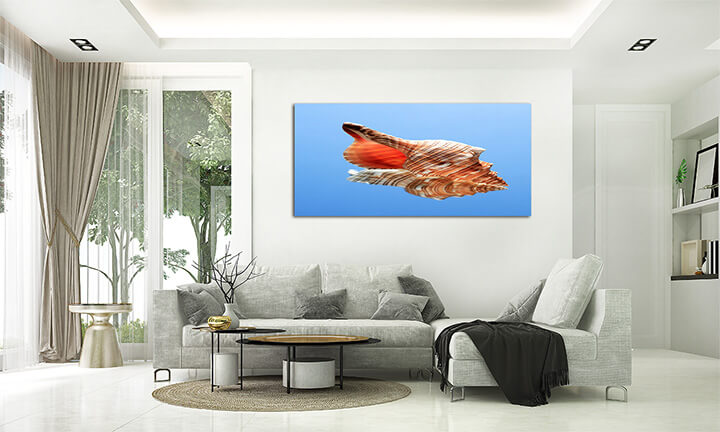 M2 0002 ML 0017 14035728 conch snell AOAY2486