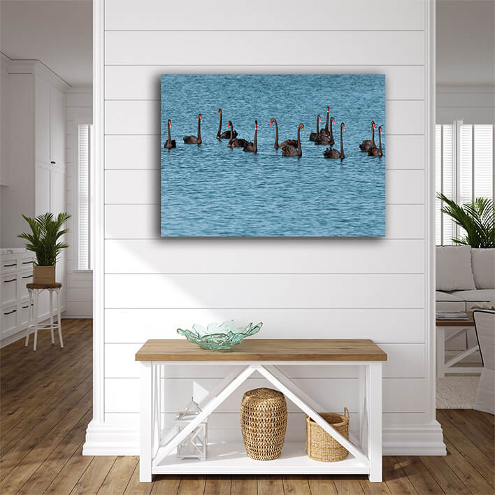 M2 0003 ML 0032 1109844 black swan AOAY2052