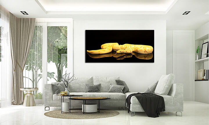 M2 0015 ML 0004 36671358 Brown green and yellow buttermorph ballpython adult full body lying AOAY1562