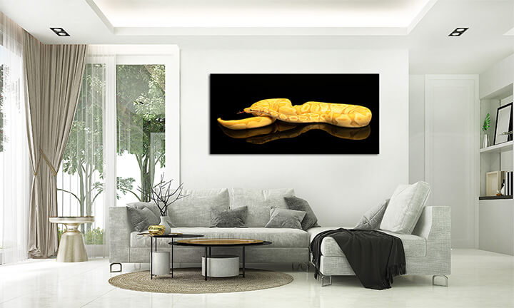 M2 0016 ML 0003 36671360 Brown green and yellow buttermorph ballpython reflection AOAY2498