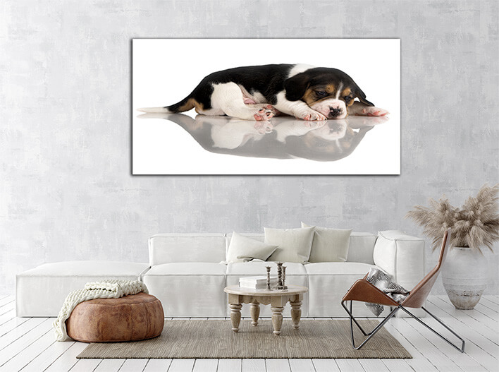 M2 0028 ML 0003 48287 lazy puppy AOAY2422