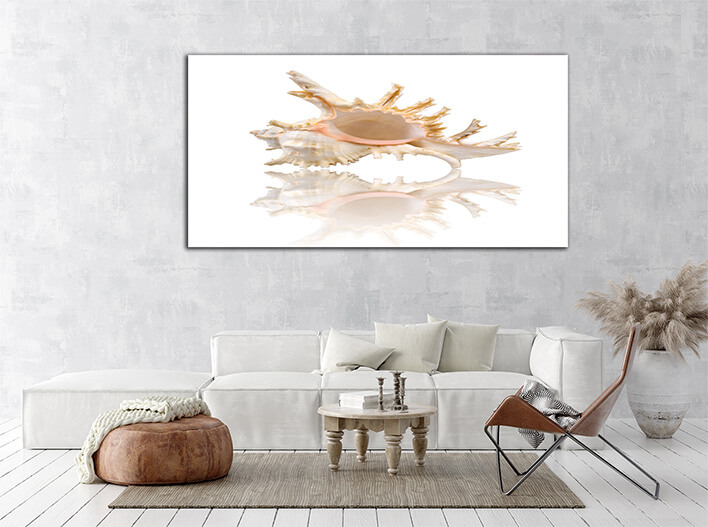 M2 0031 ML 0000 1349972 cockleshell with reflection on the white surface AOAY2426