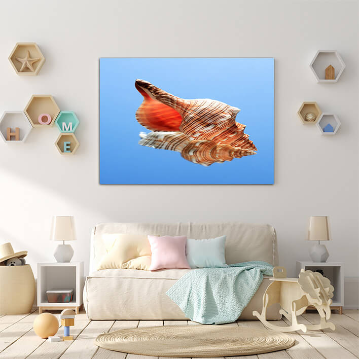 M3 0002 ML 0017 14035728 conch snell AOAY2486