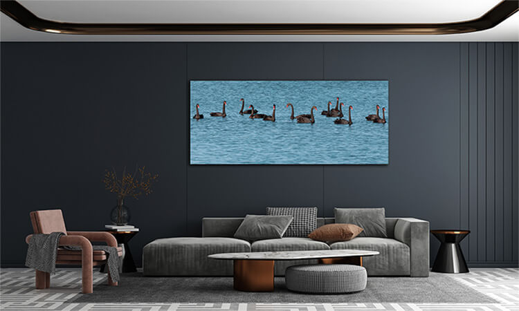 M3 0007 ML 0032 1109844 black swan AOAY2052