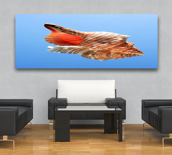 M5 0002 ML 0017 14035728 conch snell AOAY2486