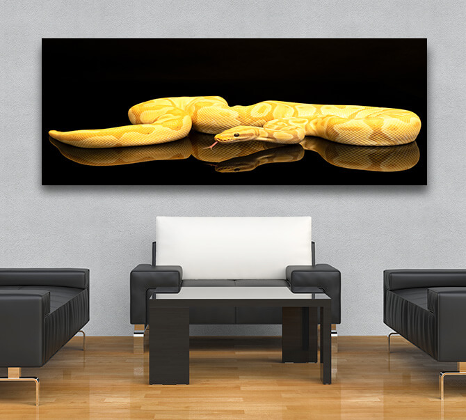 M5 0015 ML 0004 36671358 Brown green and yellow buttermorph ballpython adult full body lying AOAY1562