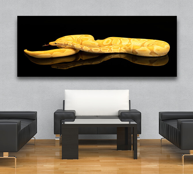 M5 0016 ML 0003 36671360 Brown green and yellow buttermorph ballpython reflection AOAY2498