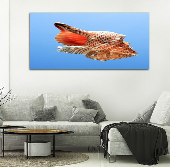 M6 0002 ML 0017 14035728 conch snell AOAY2486