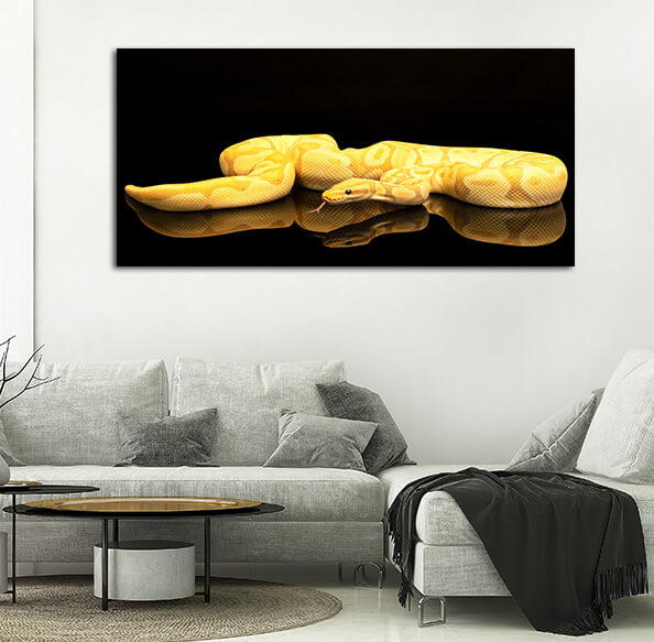 M6 0015 ML 0004 36671358 Brown green and yellow buttermorph ballpython adult full body lying AOAY1562