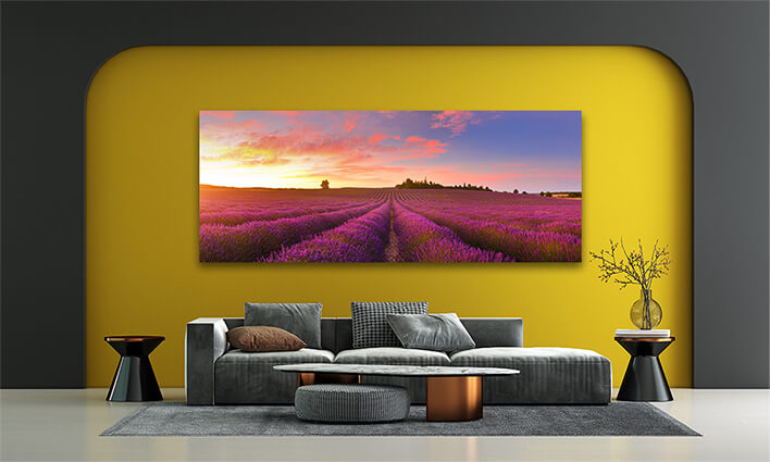 Panorama of Lavender Field at Sunrise AOAY2332