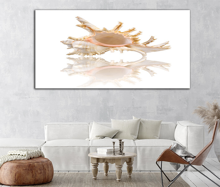 M6 0031 ML 0000 1349972 cockleshell with reflection on the white surface AOAY2426