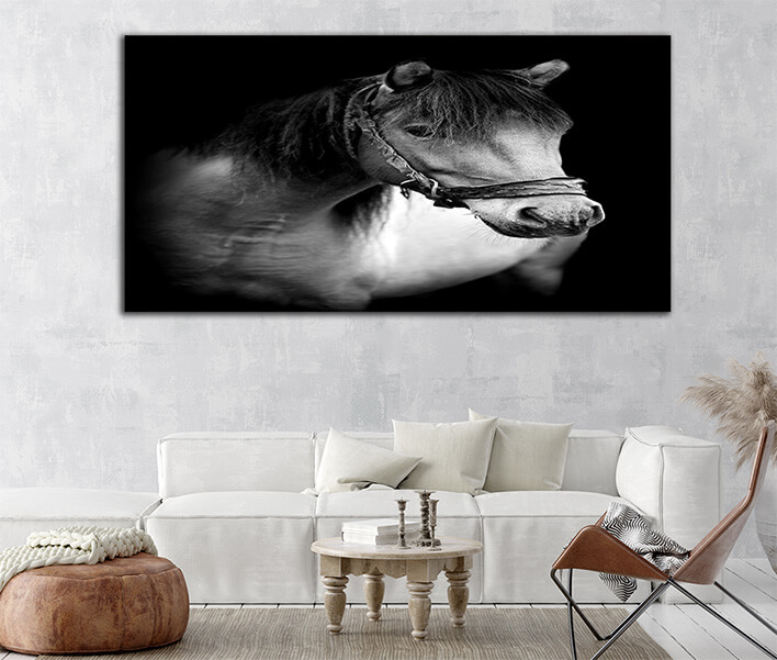 M6 0062 ML 0035 22503880 horse on dark background AOAY2511