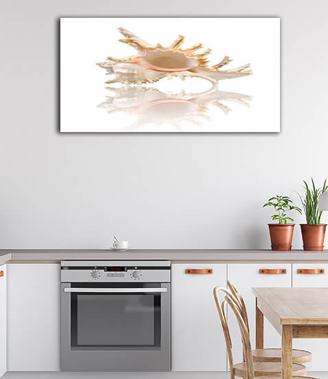 M7 0016 ML 0000 1349972 cockleshell with reflection on the white surface AOAY2426