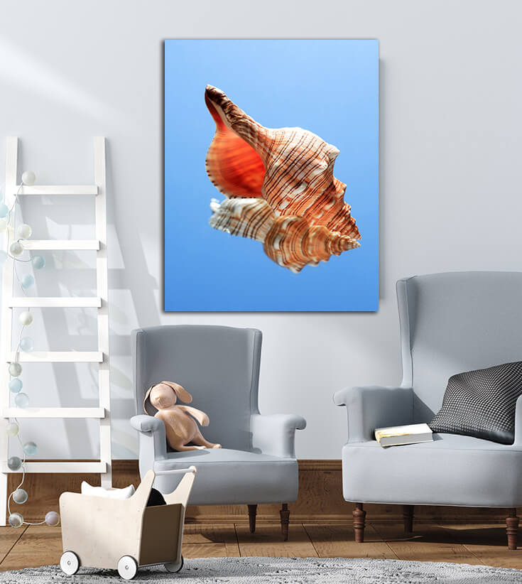 M7 0017 MP 0008 PRINT L 0016 14035728 conch snell AOAY2486