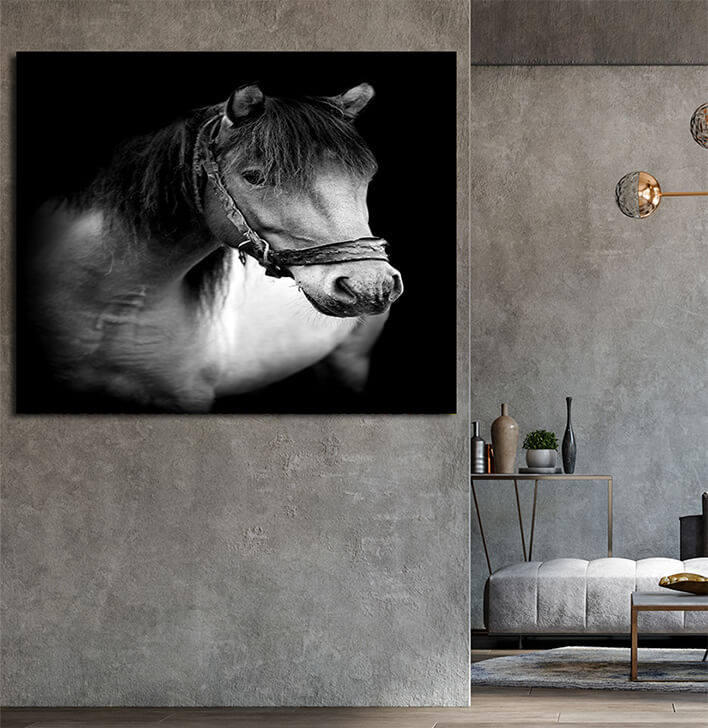 M8 0044 ML 0035 22503880 horse on dark background AOAY2511