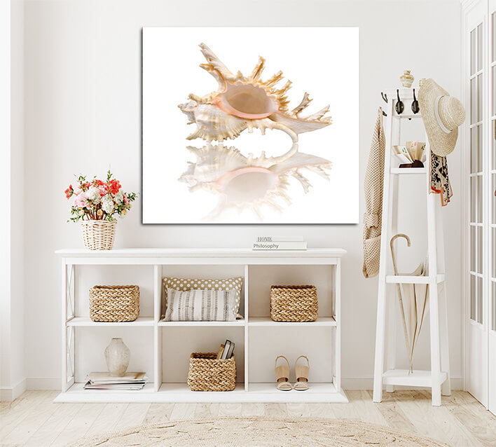 M9 0015 ML 0000 1349972 cockleshell with reflection on the white surface AOAY2426