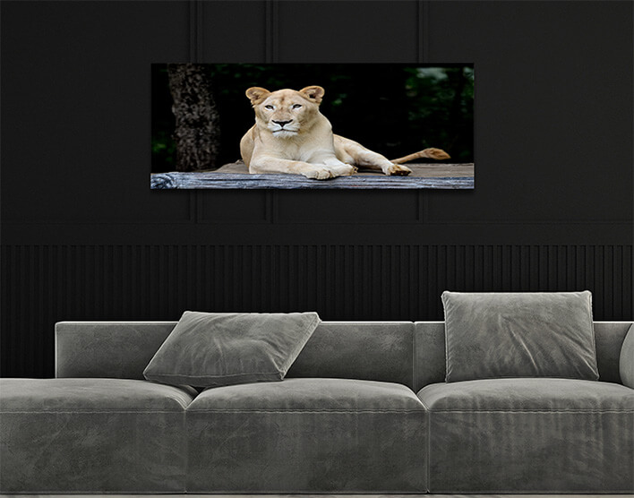 1M 0036 MML 0007 ML 0052 10292976 female white lion AOAY2799