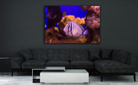 2M 0027 ML 0041 20319492 fish underwater world AOAY1153