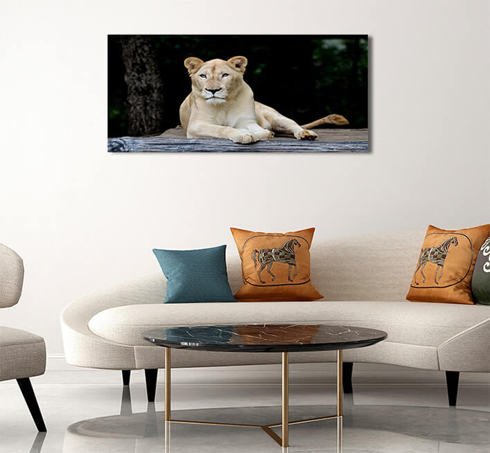 2M 0038 MML 0007 ML 0052 10292976 female white lion AOAY2799