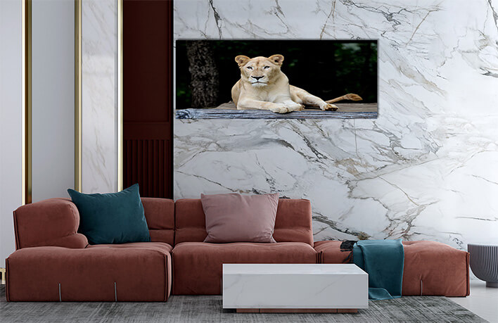 5M 0034 MML 0007 ML 0052 10292976 female white lion AOAY2799