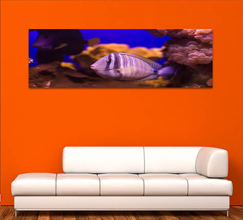 6M 0028 ML 0041 20319492 fish underwater world AOAY1153