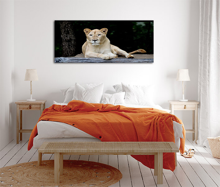 M10 0010 MML 0007 ML 0052 10292976 female white lion AOAY2799