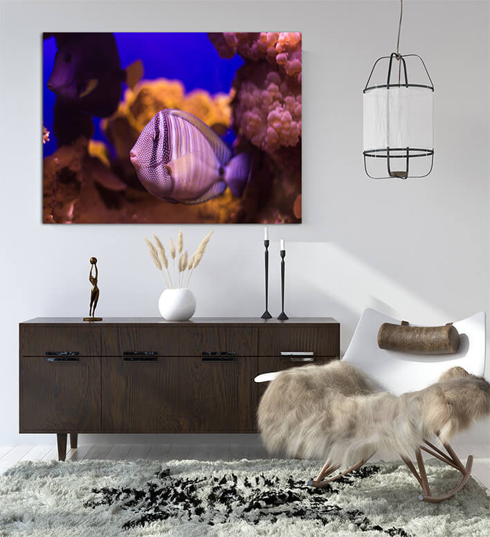 M1 0025 ML 0041 20319492 fish underwater world AOAY1153