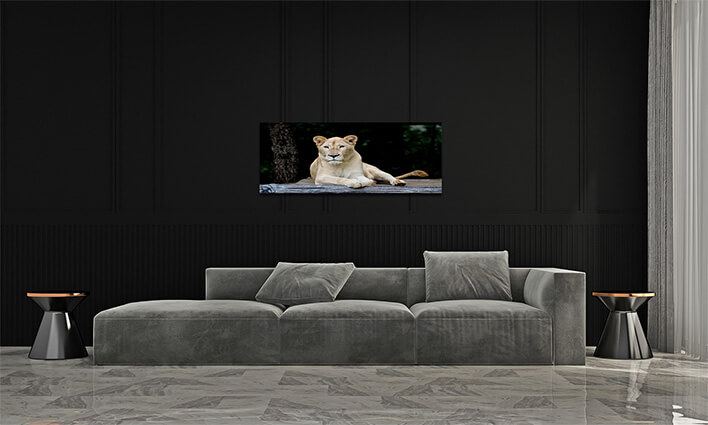 M1 0036 MML 0007 ML 0052 10292976 female white lion AOAY2799