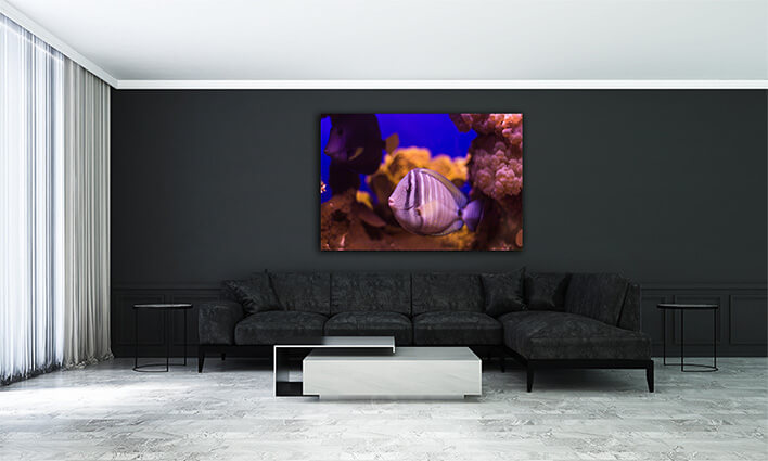 M2 0027 ML 0041 20319492 fish underwater world AOAY1153