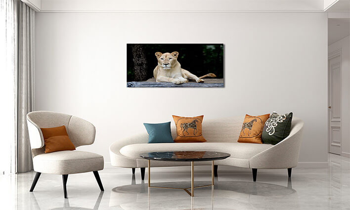 M2 0038 MML 0007 ML 0052 10292976 female white lion AOAY2799