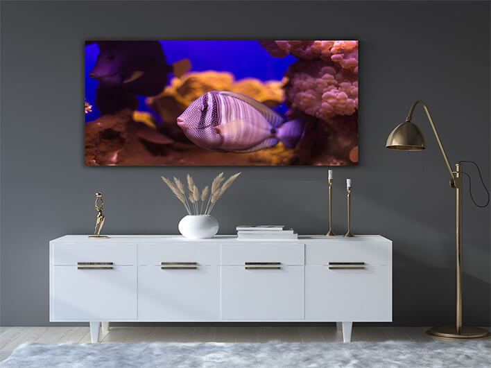 M3 0029 ML 0041 20319492 fish underwater world AOAY1153