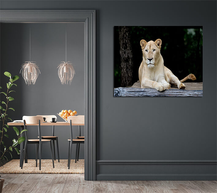 M7 0011 MML 0007 ML 0052 10292976 female white lion AOAY2799