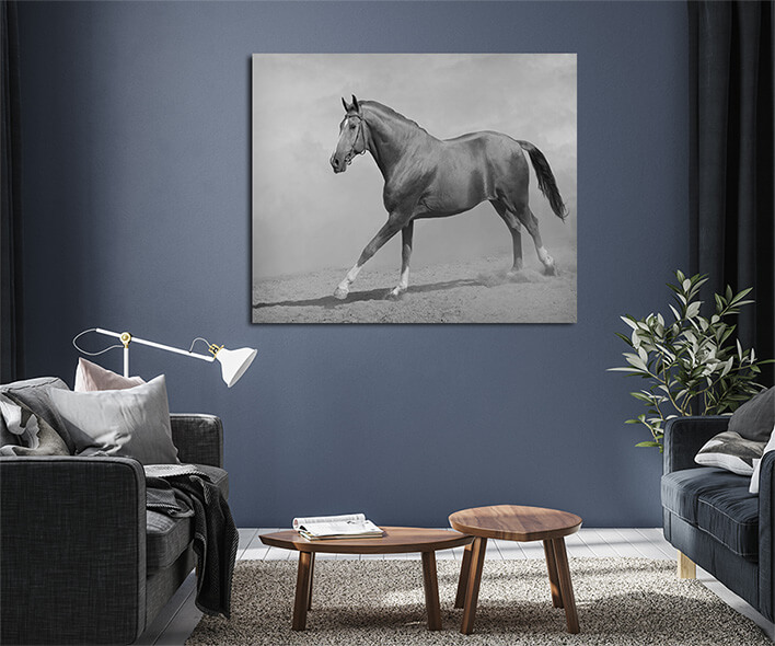 M8 0014 MML 0011 ML 0048 15251768 horse galloping AOAY2803