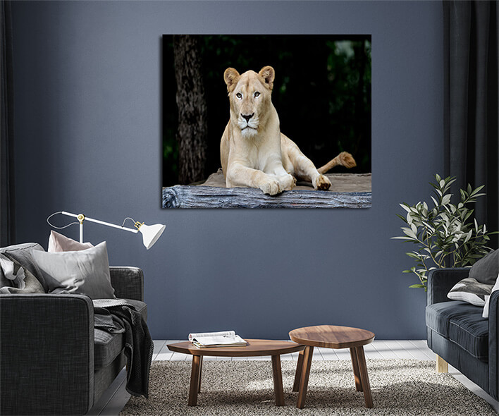 M8 0018 MML 0007 ML 0052 10292976 female white lion AOAY2799