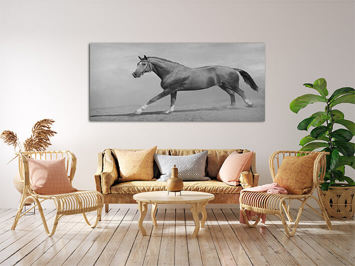 M9 0011 MML 0011 ML 0048 15251768 horse galloping AOAY2803