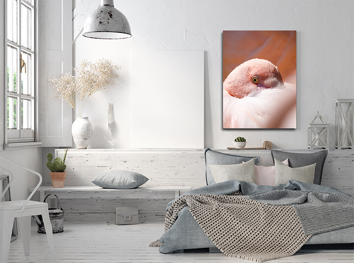 M1 0009 ML 0027 24134784 resting rose flamingo phoenicopterus roseus AOAY3475