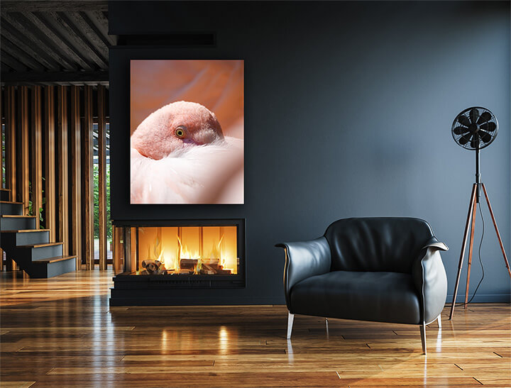 M2 0011 ML 0027 24134784 resting rose flamingo phoenicopterus roseus AOAY3475