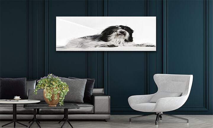 M2 0012 ML 0020 30858506 tibetan terrier dog lying on whitewashed stone wall in oia town santorini greece selective focu