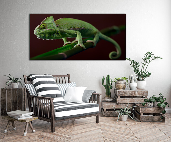M3 0020 MOCKUP L 0024 5845136 green chameleon5839670 green chameleon colorful photo AOAY1898