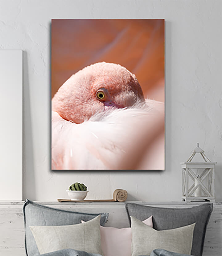 M40 0009 ML 0027 24134784 resting rose flamingo phoenicopterus roseus AOAY3475