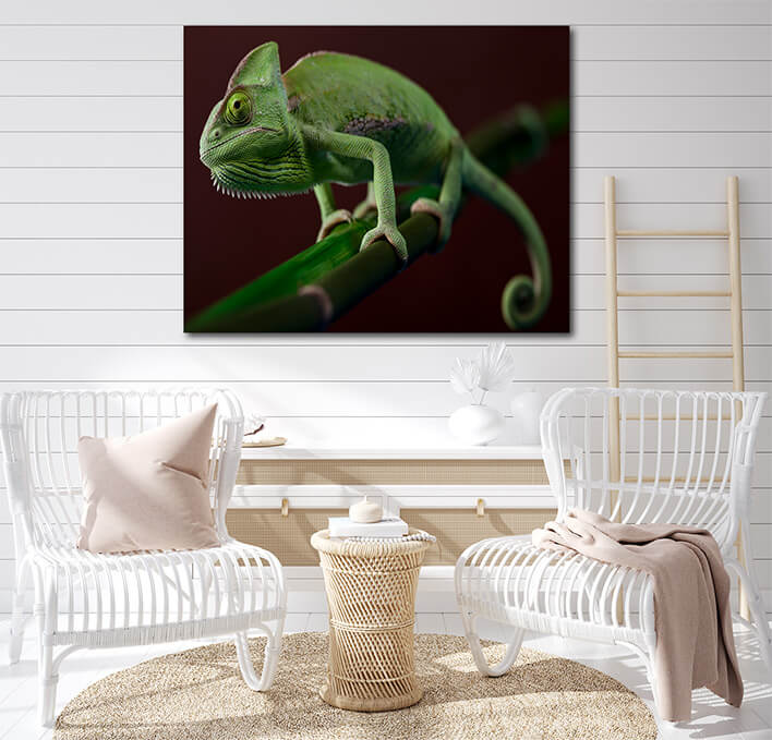 M4 0020 MOCKUP L 0024 5845136 green chameleon5839670 green chameleon colorful photo AOAY1897